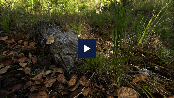 The Capital Region Web TV provides more background on the Collstrop site